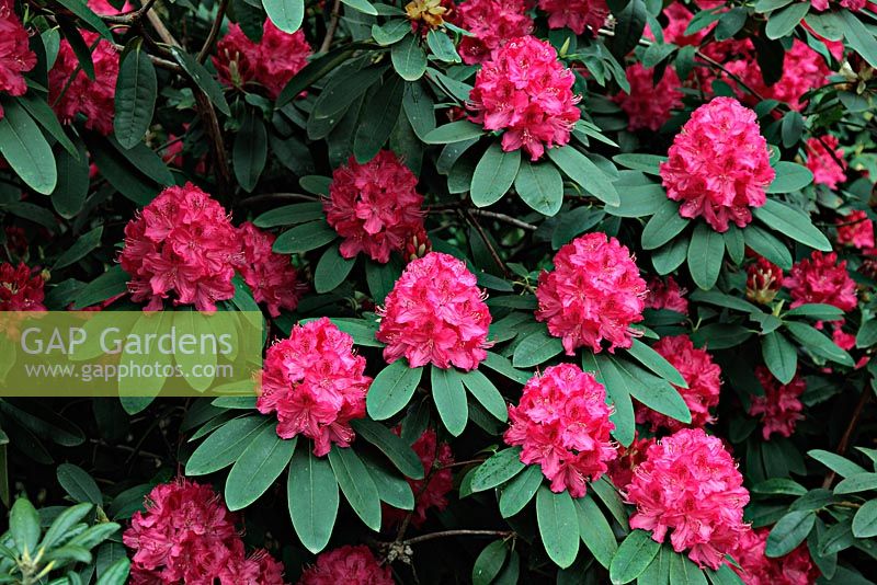 Rhododendron 'Cynthia' AGM
