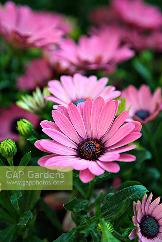 Osteospermum 'Sunny Fiona'