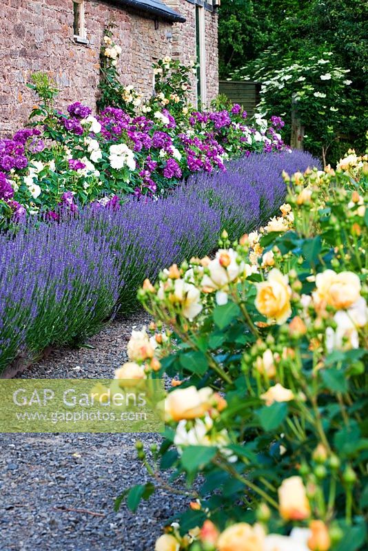 Rose borders by path above Sculpture Parterre - Rosa 'Graham Thomas in foreground and Rosa 'Winchester' with Rosa 'Rhapsody in Blue' underplanted with Lavandula against wall - Monnow Valley Arts, Waterstone, Herefordshire