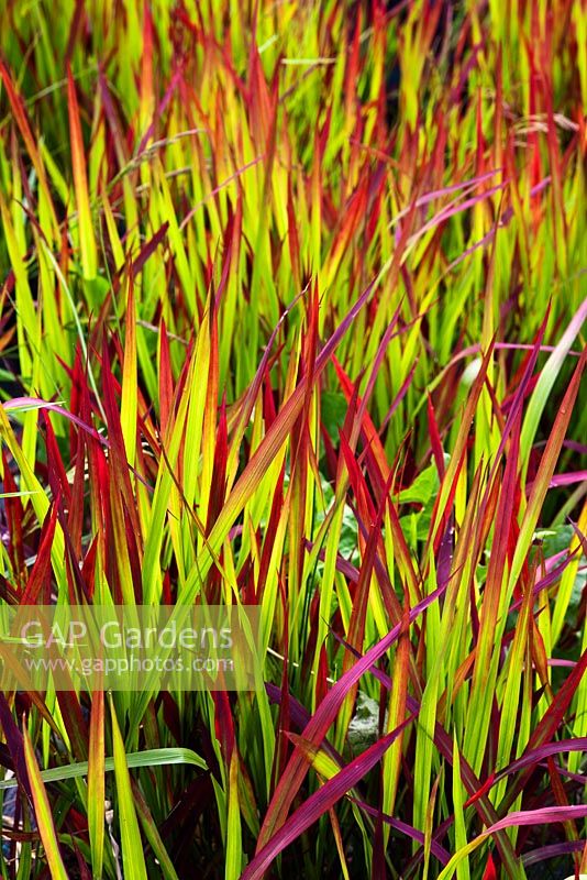 Imperata cylindrica 'Red Baron' syn 'Rubra'