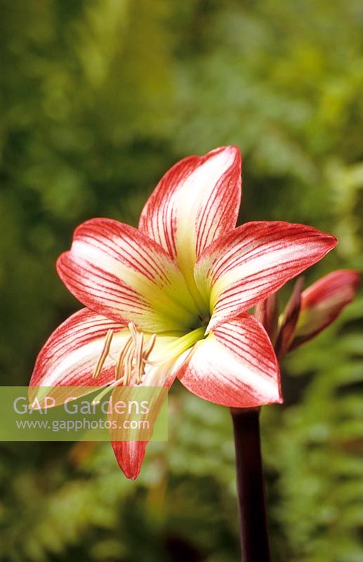 Hippeastrum sonatini 'Candy Floss'