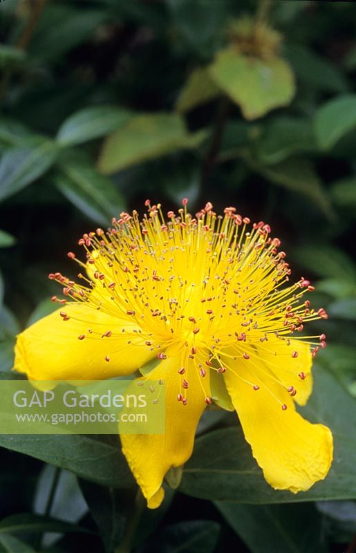 Hypericum calycinum - Rose Of Sharon