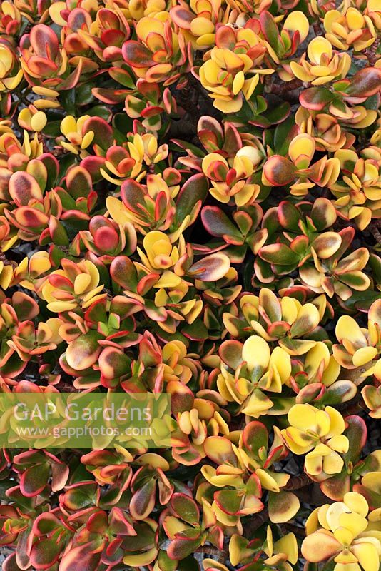 Crassula ovata 'Hummel's Sunset' - Jade plant, Jade tree
