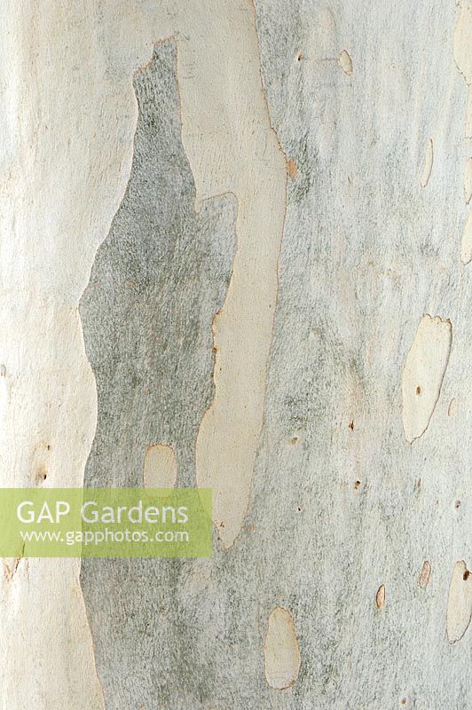 Bark of Eucalyptus dalrympleana - Mountain Gum 