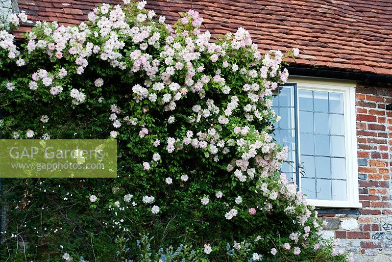 Rosa 'Paul's Himalayan Musk' climbing on wall of house - Rymans, Sussex