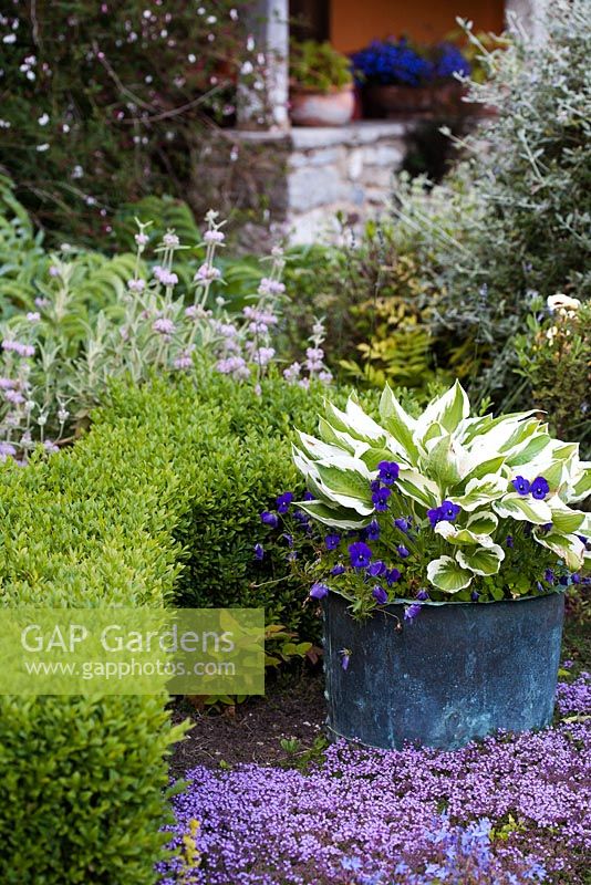 Container of Hosta and Viola in summer border with clipped Box - Rymans, Sussex