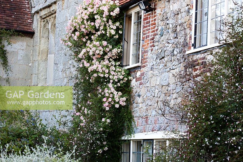 Rosa 'Paul's Himalayan Musk' climbing up wall of house - Rymans, Sussex
