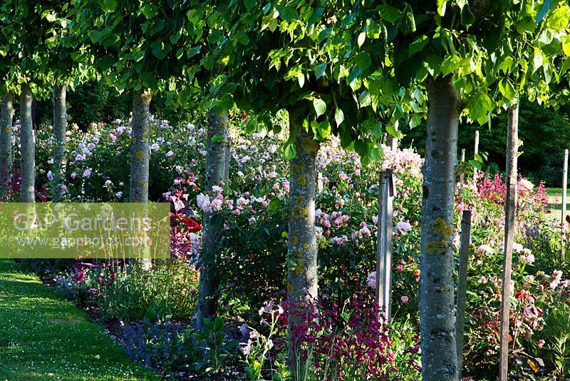Row of clipped lime trees with mixed rose border - Rymans, Sussex