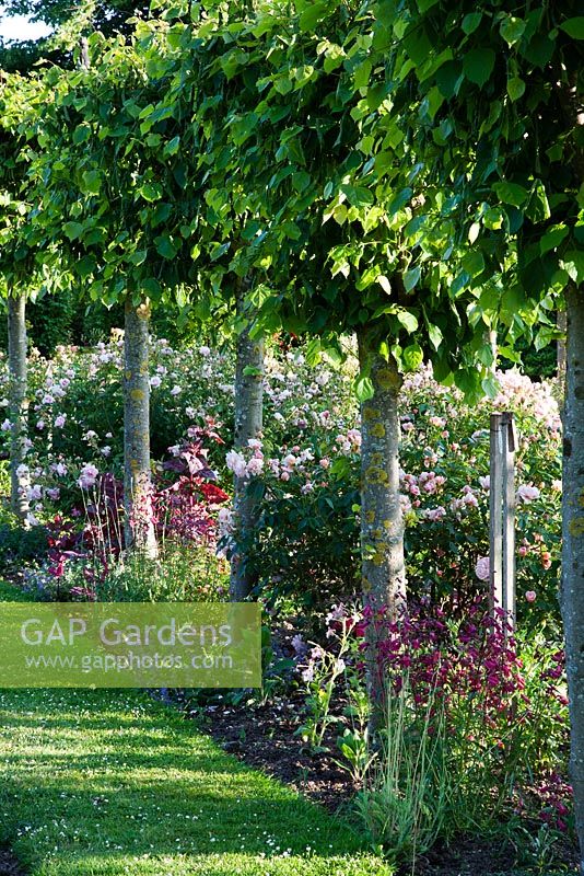 Row of clipped lime trees with mixed rose border - Rymans, Sussex
