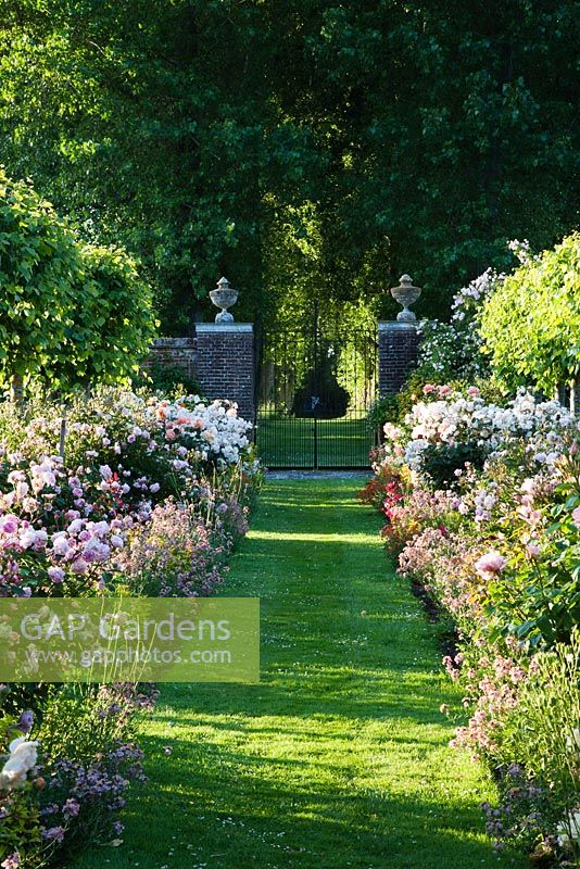 Formal summer borders of mixed hybrid musk roses alongside grass pathway and row of clipped lime trees - Rymans, Sussex