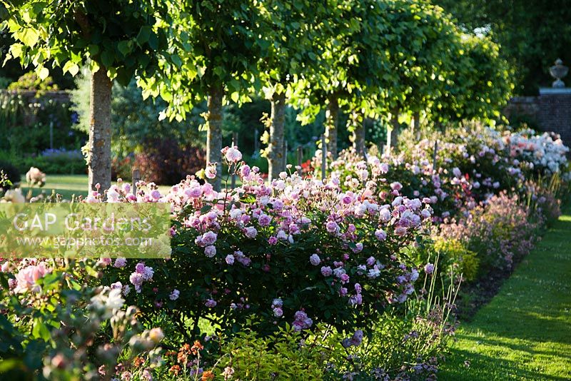 Row of clipped lime trees with mixed rose border - Rymans, Sussex
