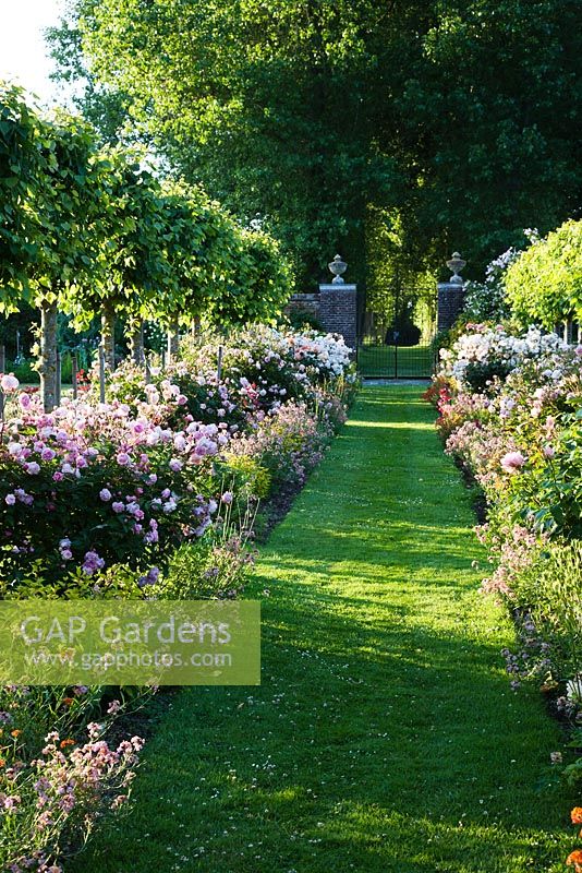 Formal summer borders of mixed hybrid musk roses alongside grass pathway and row of clipped lime trees - Rymans, Sussex
