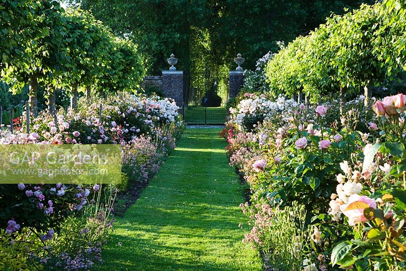Formal summer borders of mixed hybrid musk roses alongside grass pathway and row of clipped lime trees - Rymans, Sussex