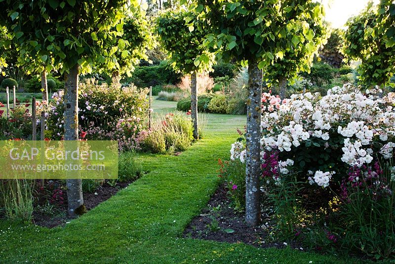 Grass pathway through formal summer borders of roses and clipped lime trees - Rymans, Sussex