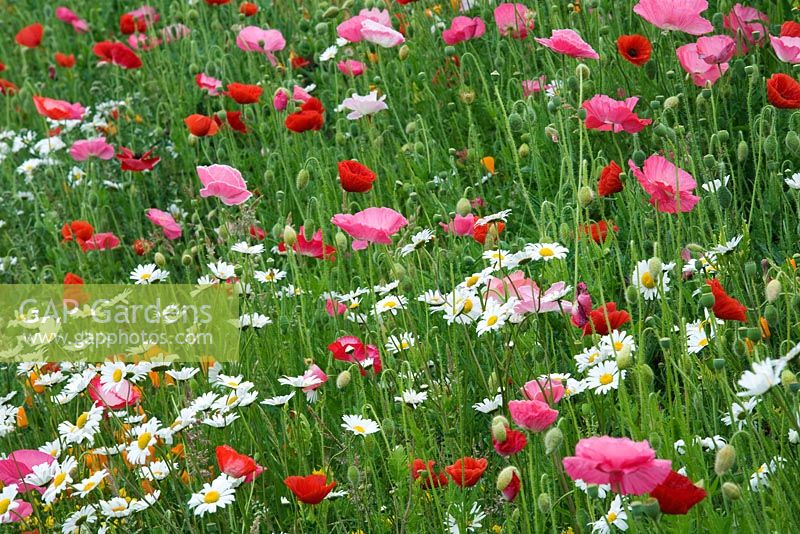 Papaver rhoeas in the Wild flower meadow at Future Gardens - Hertfordshire