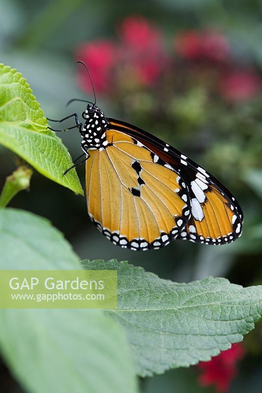 Danaus chrysippus - Plain Tiger butterfly - Future Gardens, Hertfordshire - Butterfly House