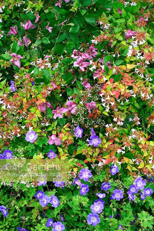 Late summer border with Abelia x grandiflora, Geranium 'Rozanne', Clematis 'Alionushka' and Origanum vulgare 'Aureum'