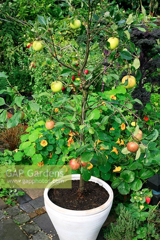 Coronet Family Malus - Apple tree with two varieties - 'Elstar' and 'James Grieve' grafted on to one rootstock. The fruit have been thinned so each one reaches full size.
