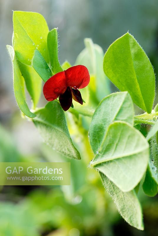 Lotus tetragonolobus - Asparagus Pea flower