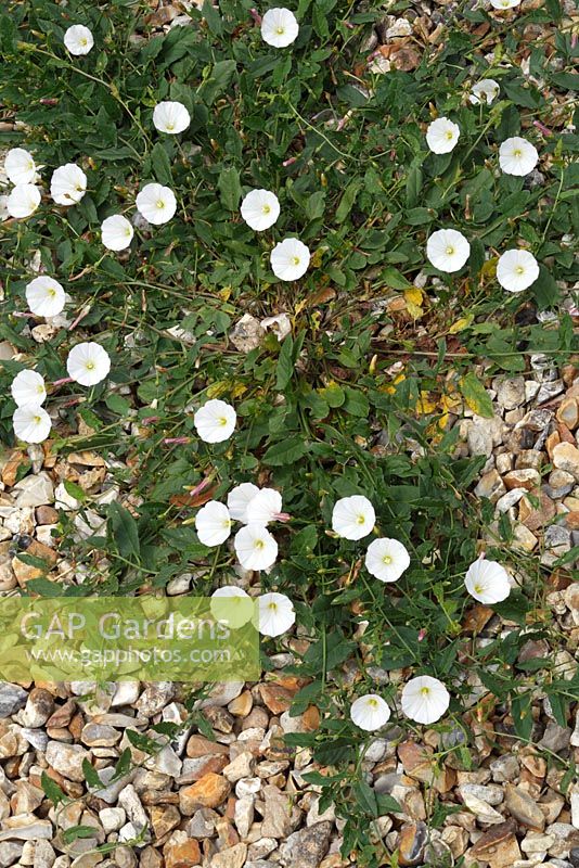 Convolvulus arvensis - Field Bindweed growing in gravel garden
