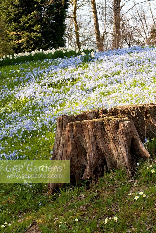 Bank of Scilla in spring at Hole Park, Kent