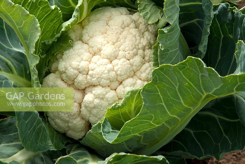 Brassica - Cauliflower 'Medallion'  