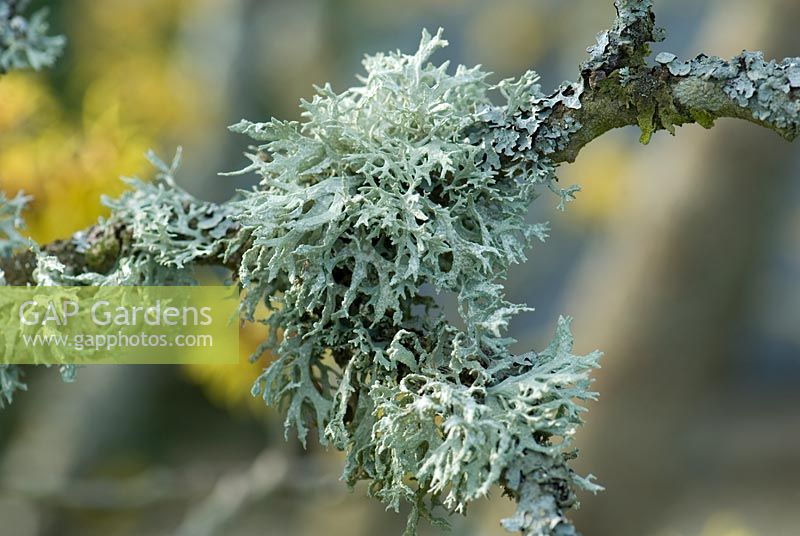Evernia prunastri - Lichen  