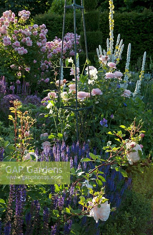 Summer border of Rosa 'Cottage Rose' and R. 'Queen of Denmark', Salvia  