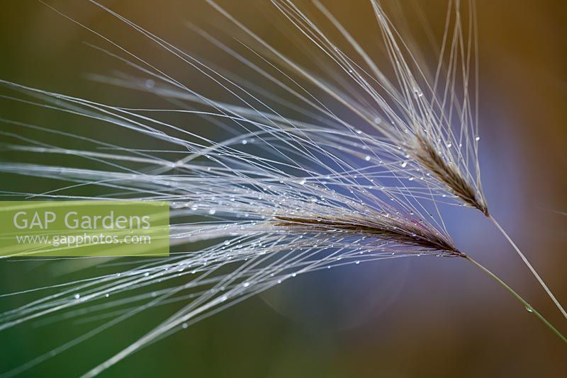 Pennisetum villosum - Fountain Grass