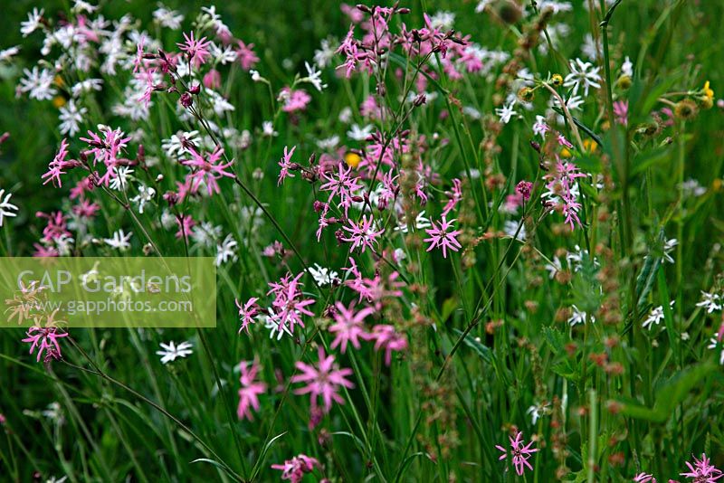 Lychnis flos-cuculi and Lychnis flos-cuculi 'Alba' - Pink and white Ragged Robin in Holbrook Garden, Devon