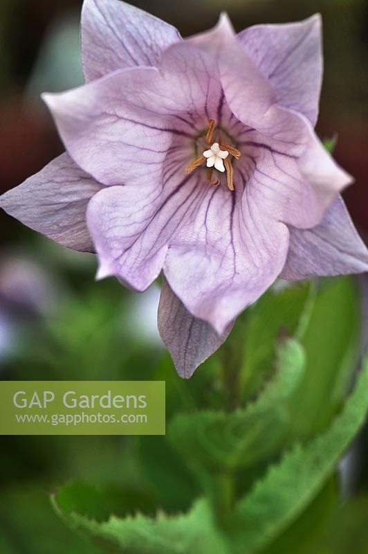 Platycodon grandiflorus 'Astra Semidouble Lavender'- Balloon flower