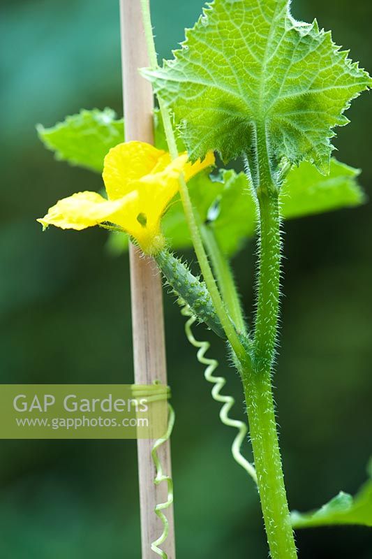 Cucumis Sativus - Developing young Cucumber fruit with its flower
