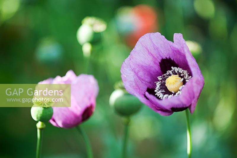 Papaver somniferum - Poppy