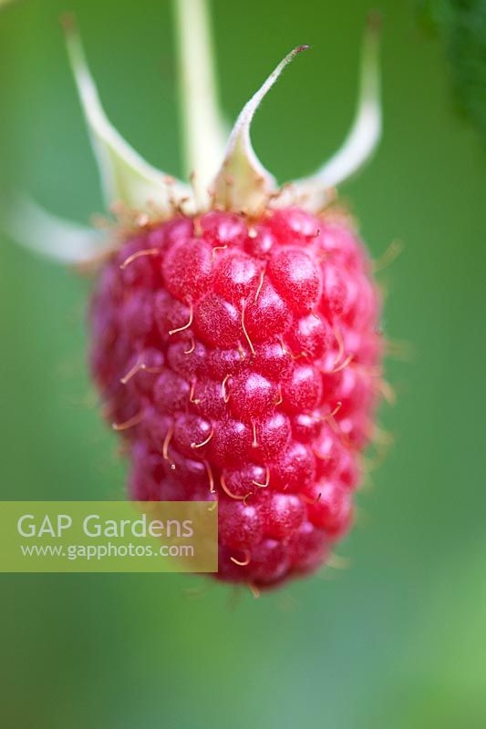 Rubis idaeus - Raspberry fruit