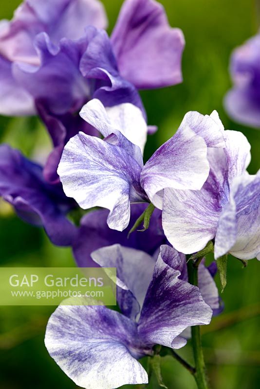 Lathyrus odoratus 'Blue Ripple' - Sweet Peas