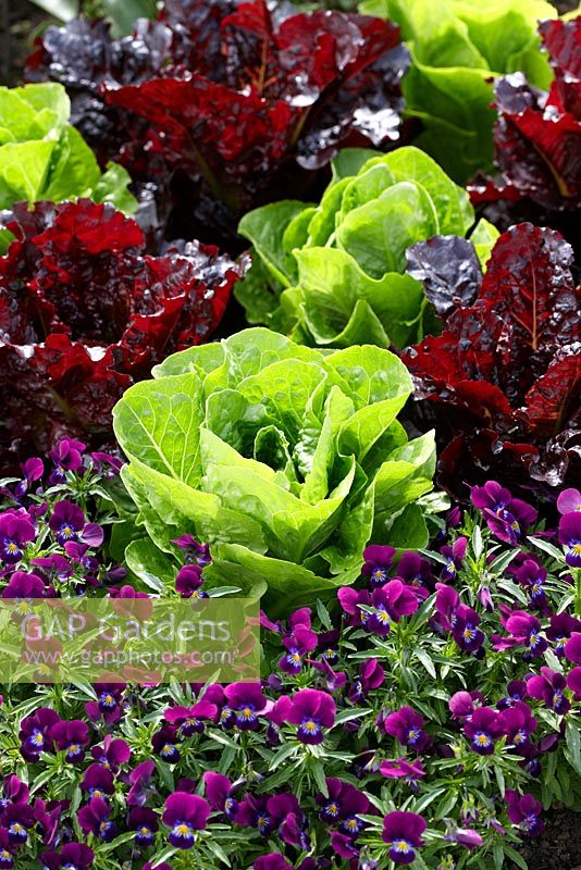 Lettuce 'Pinokkio' with Lettuce 'Red Batavia' edged with Viola at RHS Harlow Carr