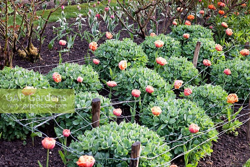 Formal Tulipa border including Tulipa 'Sensual Touch' - Pashley Manor Gardens, Wadhurst