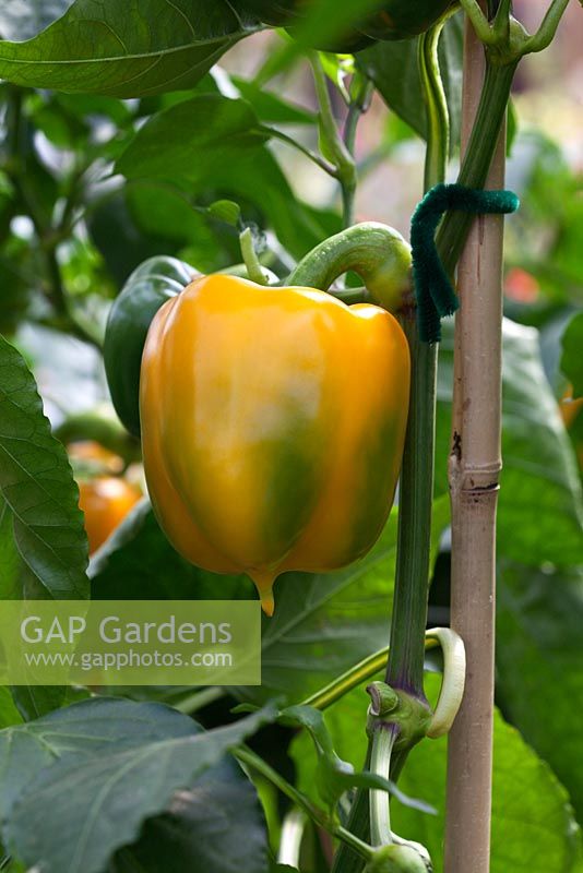 Capsicum 'Chelsea' - Sweet Pepper