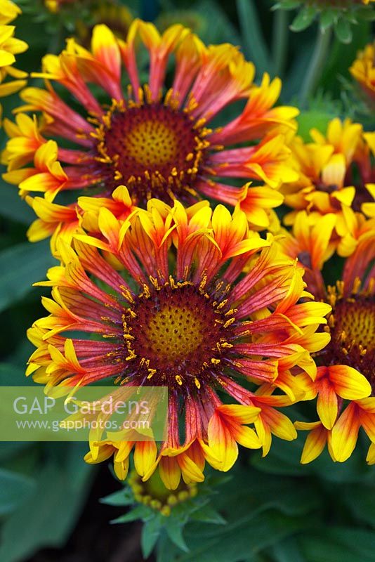 Gaillardia 'Fanfare'