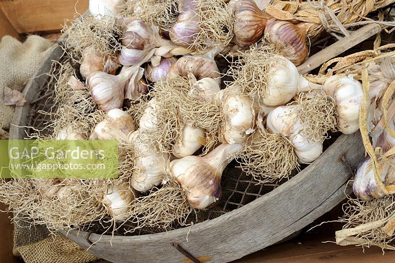Home grown Garlic, freshly harvested and placed on old garden seive in wooden wheelbarrow, Norfolk, UK, July