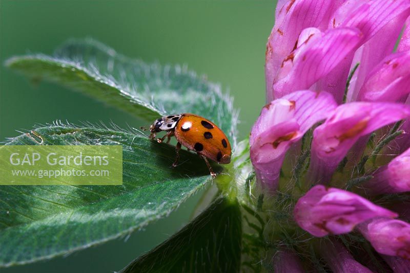 Adalia 10 punctata - 10 Spot Ladybird on Clover flower