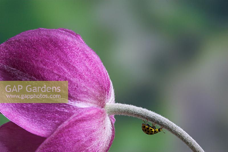 Thea 22-punctata - 22-Spot Ladybird, on Anemone japonica flower 