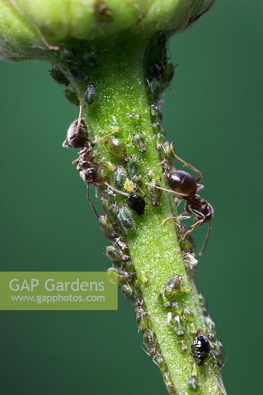 Lasius niger - Black Garden Ant tending aphids on Daisy stem. Dorset, UK