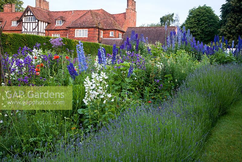 Summer border of Lavandula, Delphinium, Campanula and Papaver orientalis with Arts and Craft house beyond, borders originally designed by Gertrude Jekyll - The Manor House, Upton Grey