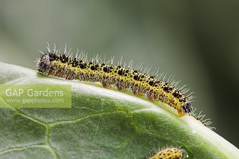 Pieris brassicae - Large or Cabbage White caterpillar feeding on Cabbage