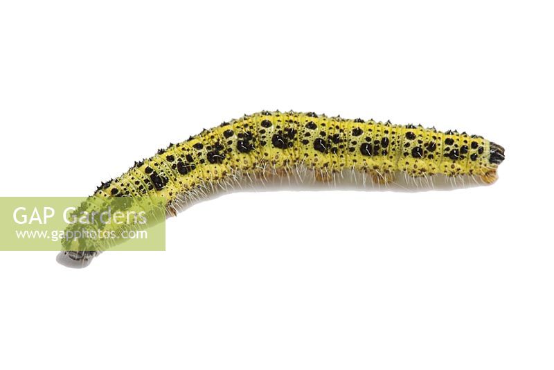 Pieris brassicae - Large or Cabbage White caterpillar