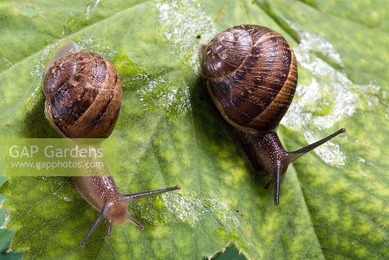 Helix aspersa - Garden snails with slime trails on leaf