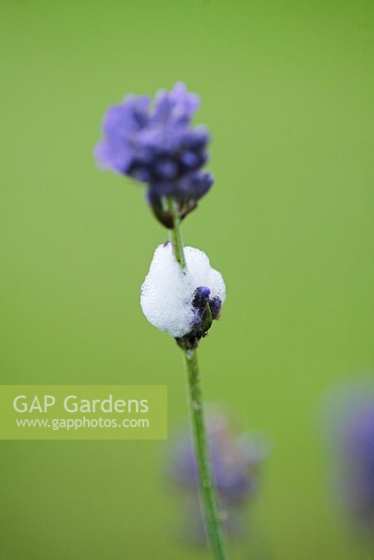 Philaenus spumarius - Froghopper or Cuckoo Spit on Lavender flower, Sussex, UK