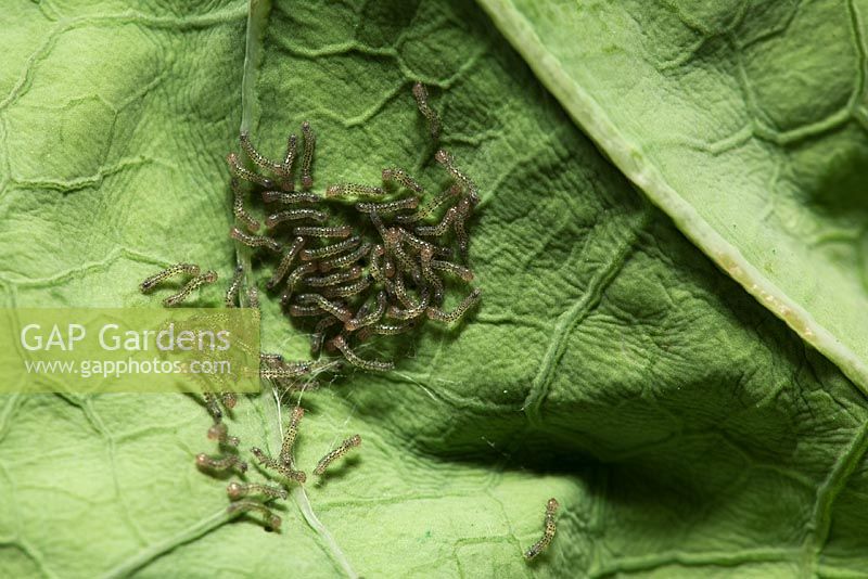 Mamestra brassicae - Cabbage Moth larva feeding on cabbage leaf