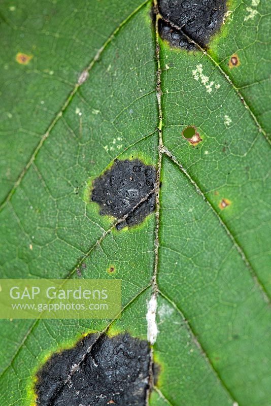 Rhytisma acerinum - Acer Tar Spot Fungus on sycamore leaf